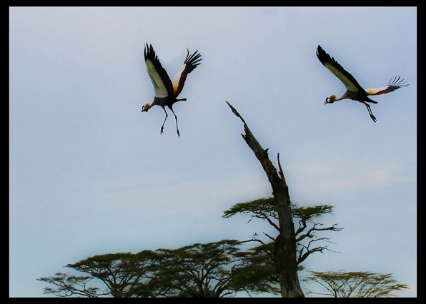 Cranes over Tanzania by Jack Wickes