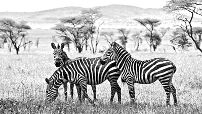 Zebras Three by Jack Wickes