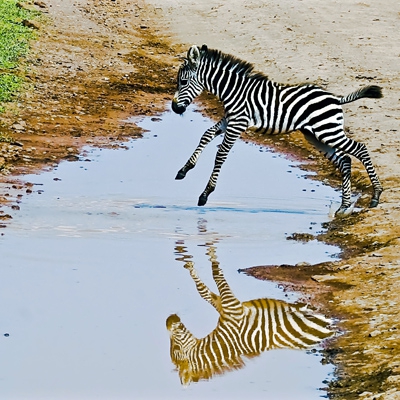 Click here to view A Zebra