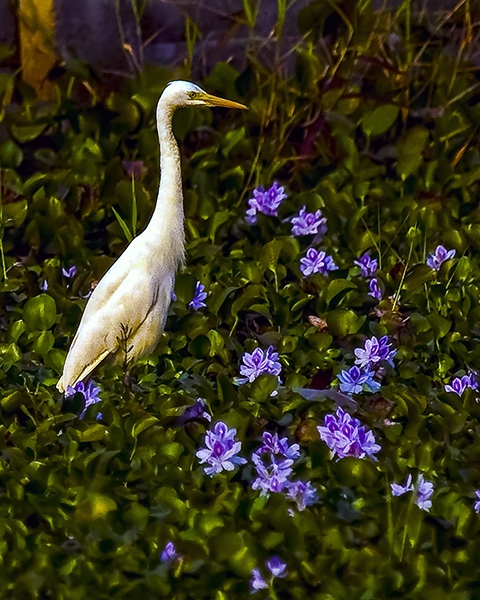 Heron Amongst the Flowers by Jack Wickes